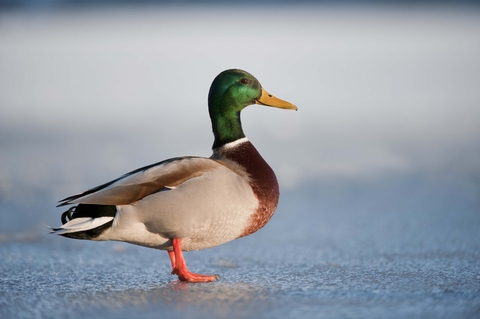 All about mallard ducks on sale